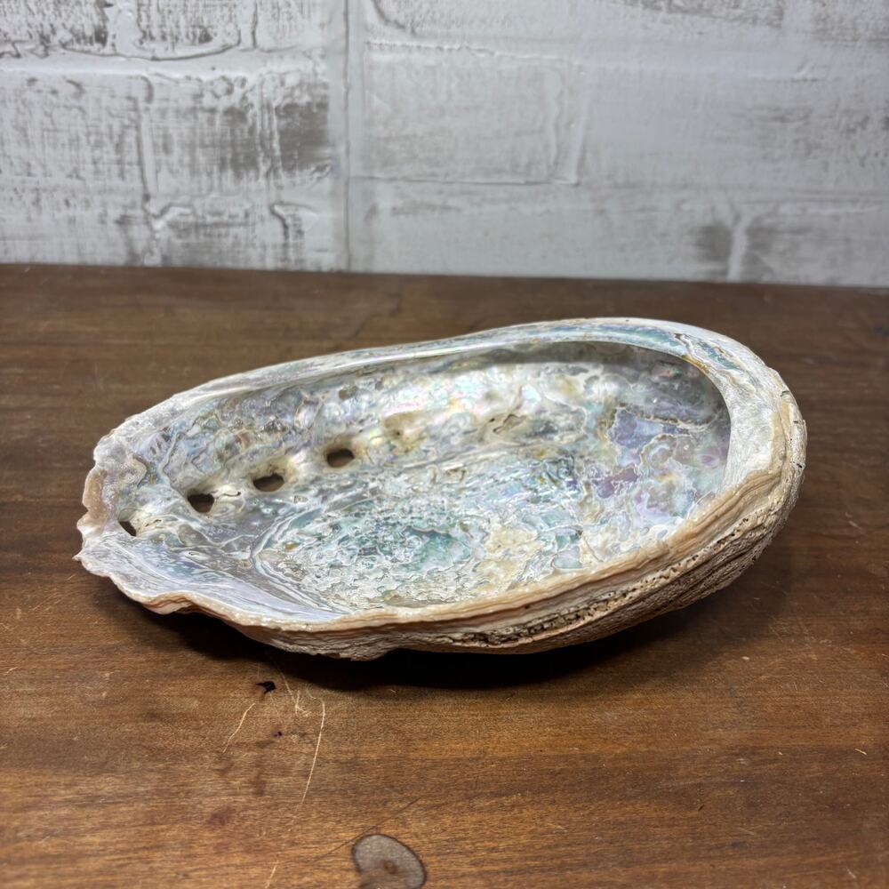 Natural Iridescent Abalone Shell Trinket Dish | 8" Long